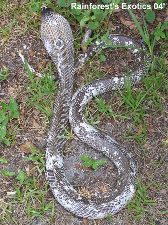 Calico Monocled Cobra