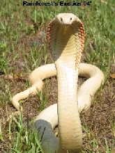 Albino Monocled
