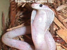 Leucistic Naja Sputatrix