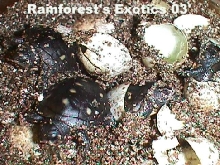 Spotted Turtles Hatching