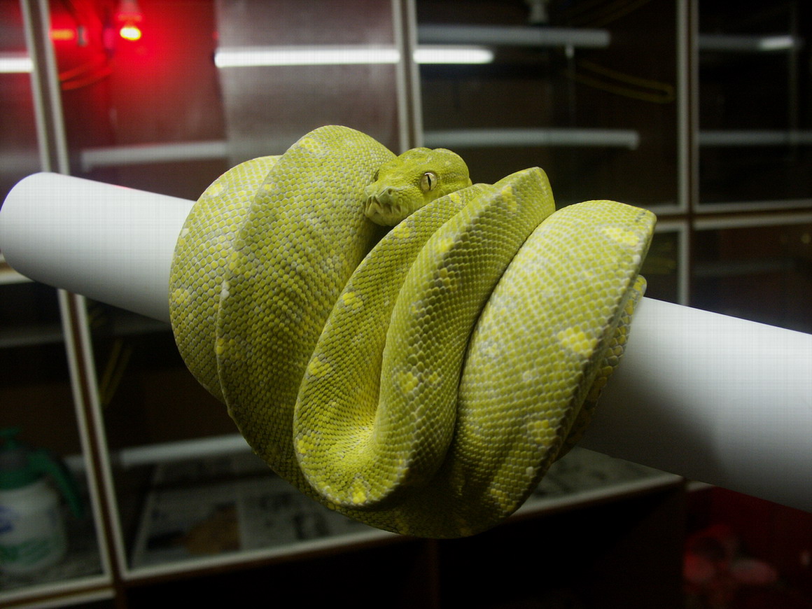 CHONDRO