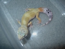SHCT FEMALE
