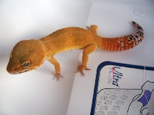 A&M Tangerine Male