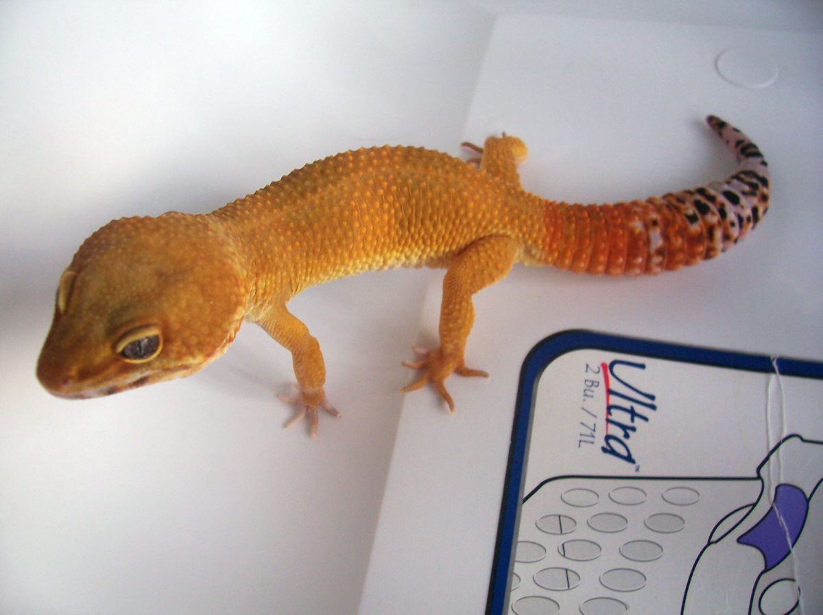 A&M Tangerine Male