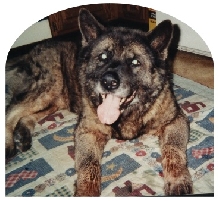 Jake..my heart dog