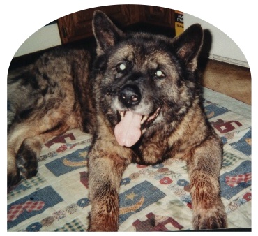 Jake..my heart dog