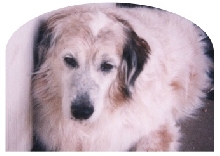 Sadie
