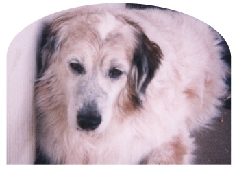 Sadie