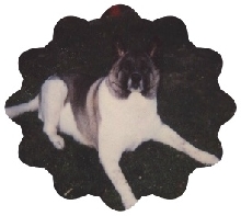 Sophie my akita girl