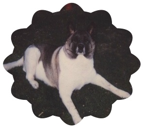 Sophie my akita girl