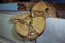 vane 2