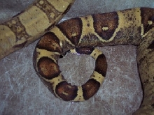 vane 3