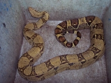 vane 4