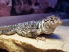 female brown collaris