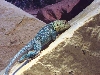 male collaris