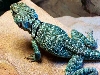 male collaris