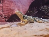 female collaris