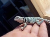 maynard