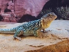 female collaris
