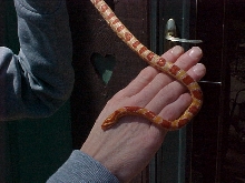 Wifes new corn