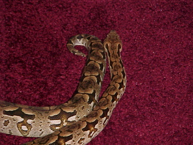 Fred