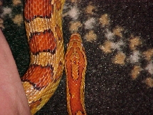 Wifes corn