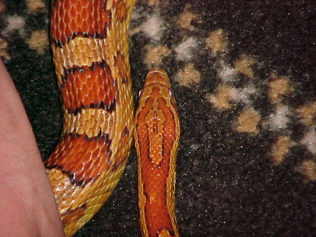 Wifes corn