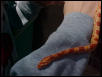 Wifes new corn