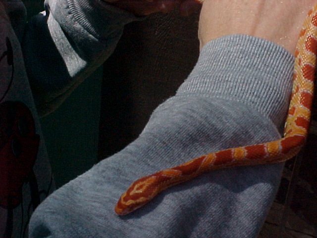 Wifes new corn