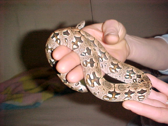 Male