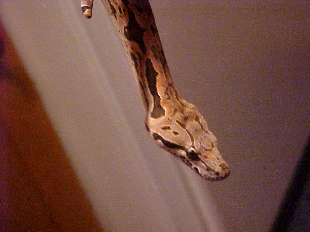 My little male Dum  Fred