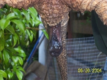 prolapse ? sex?