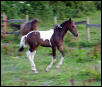 Selena's colt