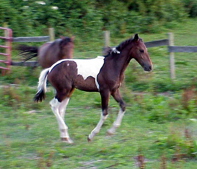 Selena's colt