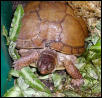 Terrapene carolina triungulus