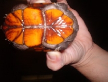 sons turtle