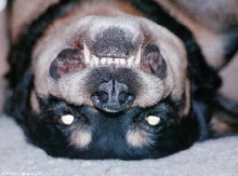 Upside Down