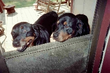 Heidi and Rocky 1993-2003