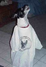 Human Dog