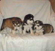 Couch Potatos