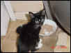 Sylvester And Tuna