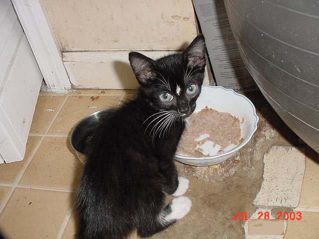 Sylvester And Tuna