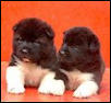 Twinny