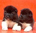 Twinny