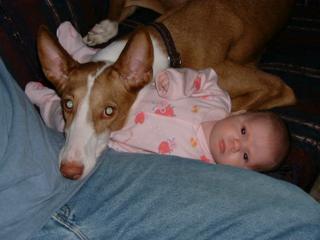 Khepri (ibizan hound) and Daelyn (baby)