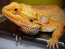 Rex