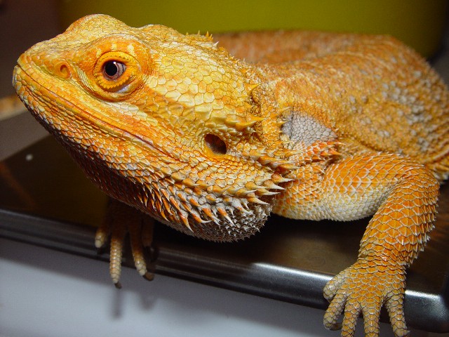 Rex