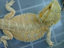 Jazz's body
