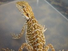 Baby dragon cont1