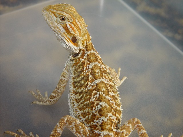 Baby dragon cont1